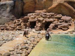 Pingüinos en el Rancho Texas Lanzarote Park