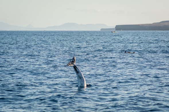 Avistamiento de delfines y ballenas en Puerto Calero
