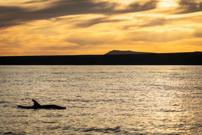 Avistando delfines en Lanzarote al atardecer